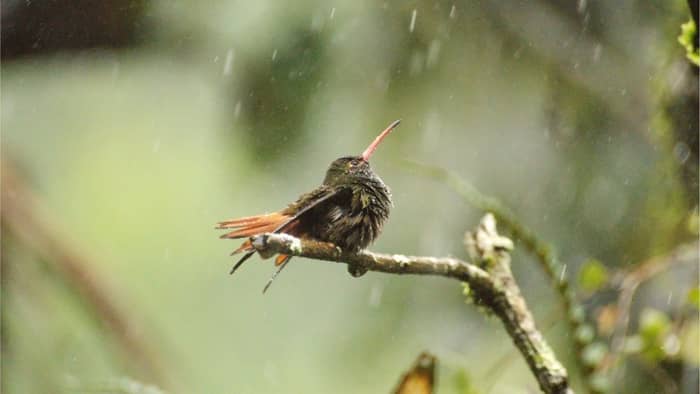  can hummingbirds fly in the rain