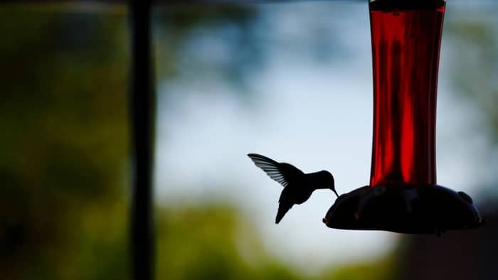  can hummingbirds open their beaks
