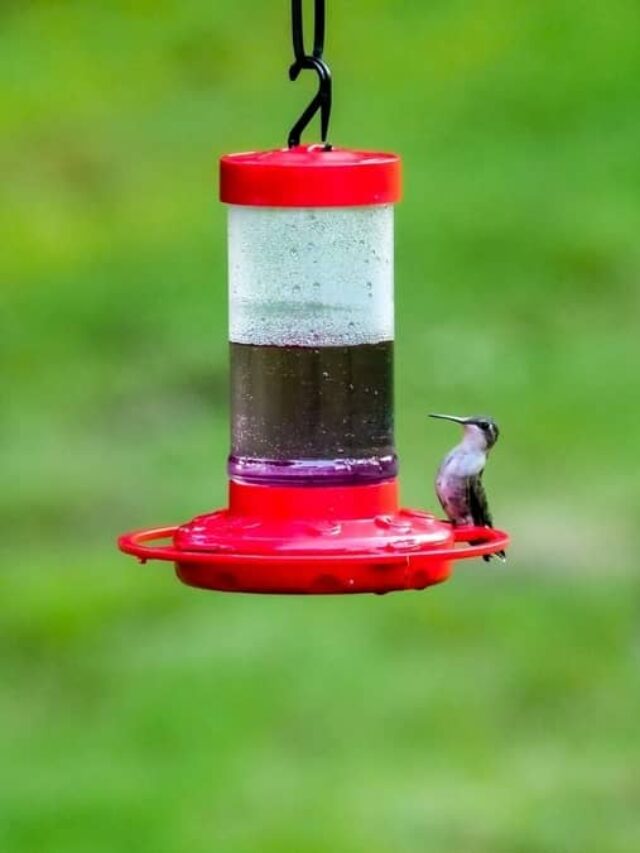 How Often Should You Change Hummingbird Food & Clean Feeder