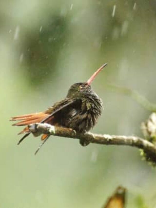2 Fascinating Attributes In Hummingbirds Flight Mechanics