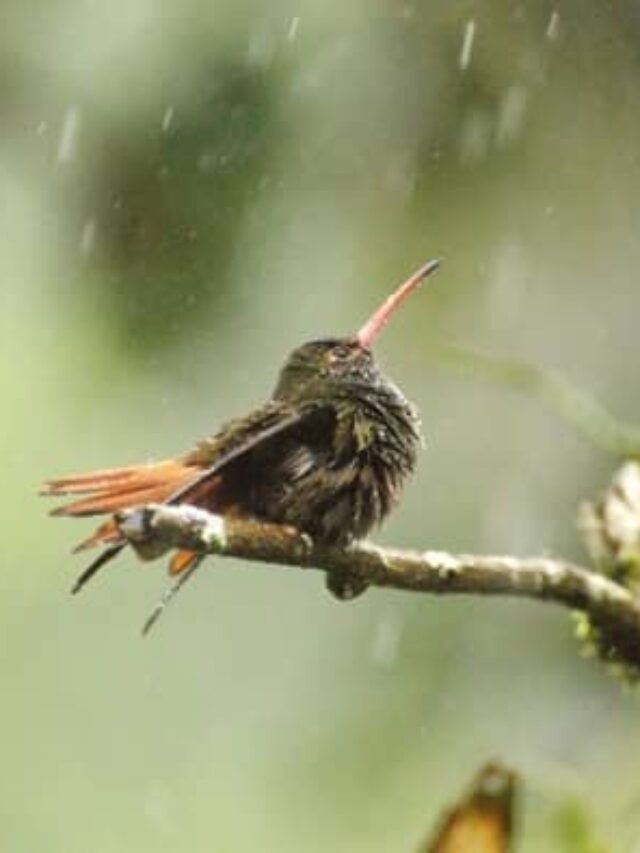 can hummingbirds fly in the rain
