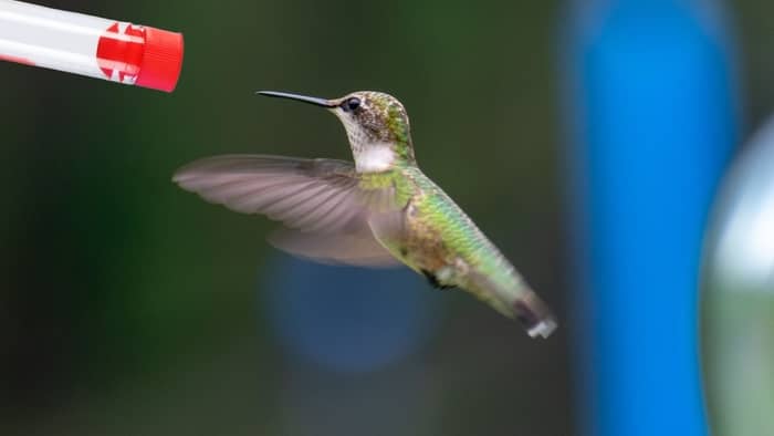  diy hummingbird feeder tube