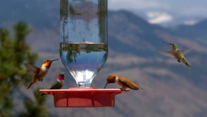 do hummingbirds eat bugs