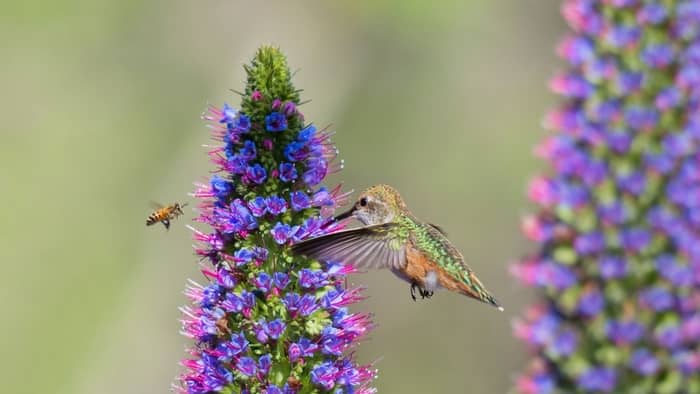 do hummingbirds eat wasps
