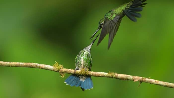  do hummingbirds kill each other