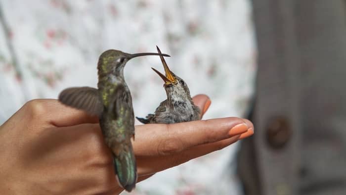  do hummingbirds recognize humans