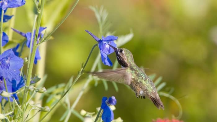  flowers that attract hummingbirds and butterflies
