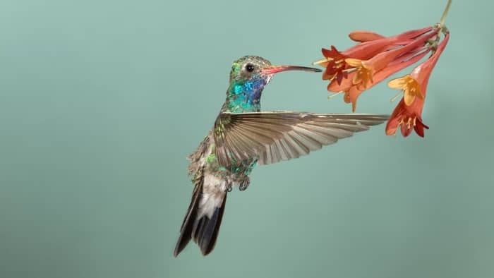  georgia hummingbird species