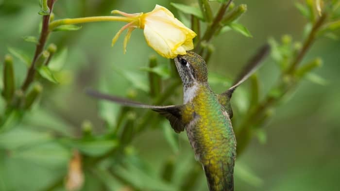  hanging plants for hummingbirds