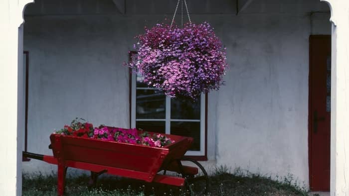  hanging plants that attract hummingbirds