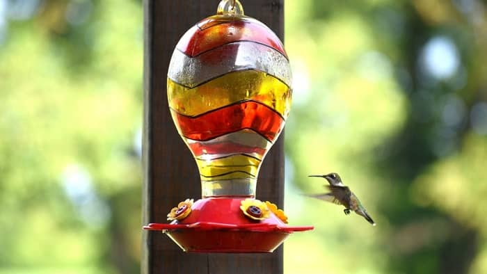 healthy hummingbird food