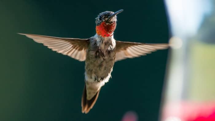  how fast can a hummingbird's wings beat