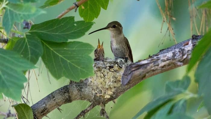 how long do baby hummingbirds stay in the nest