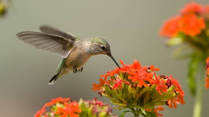  how long do hummingbirds stay in maine
