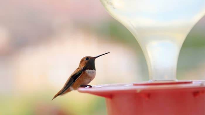  how long does it take for hummingbirds to come to feeder