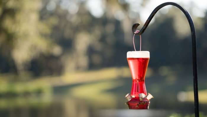  how long does it take for hummingbirds to find a feeder
