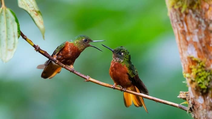  how long is a hummingbird's beak