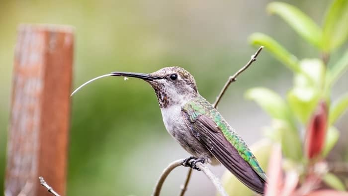  how long is a hummingbird's tongue