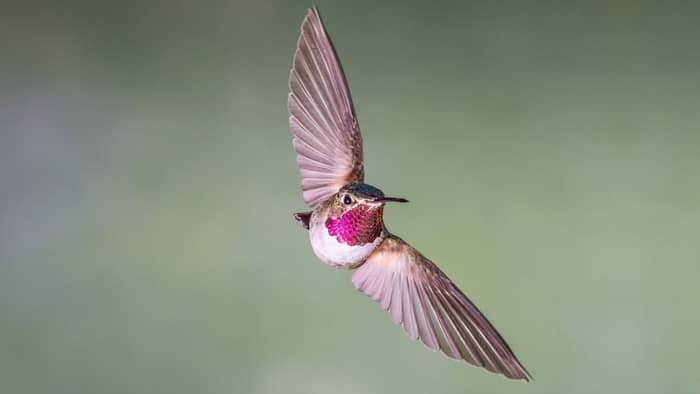  how many times does a hummingbird flap its wings in a minute