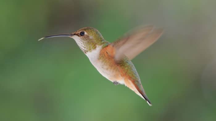  how many times does a hummingbird flap its wings per second