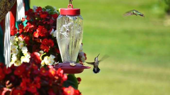  how to keep ants out of my hummingbird feeder