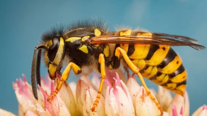  how to keep yellow jackets off of hummingbird feeder