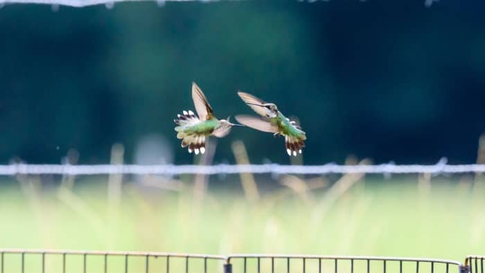  hummingbird aggression