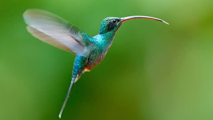  hummingbird beak facts
