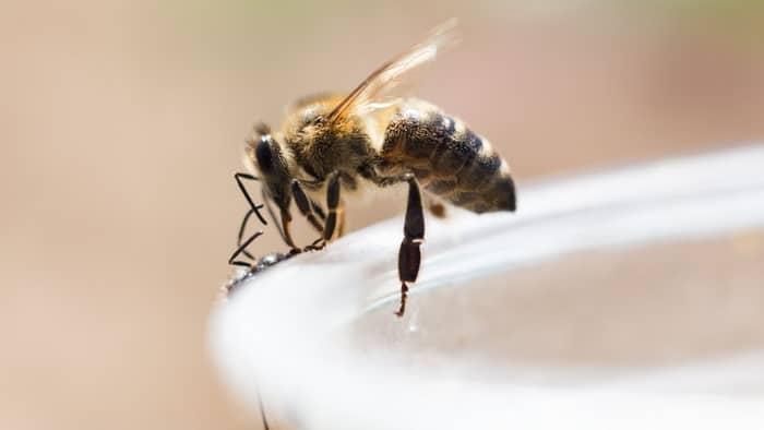  hummingbird feeders and yellow jackets