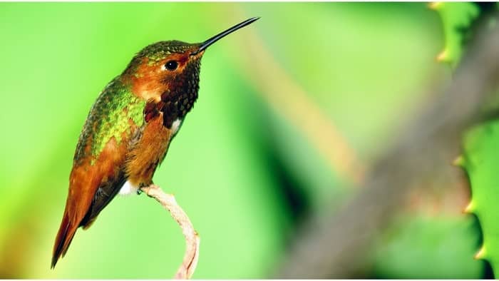  hummingbird feeding tube