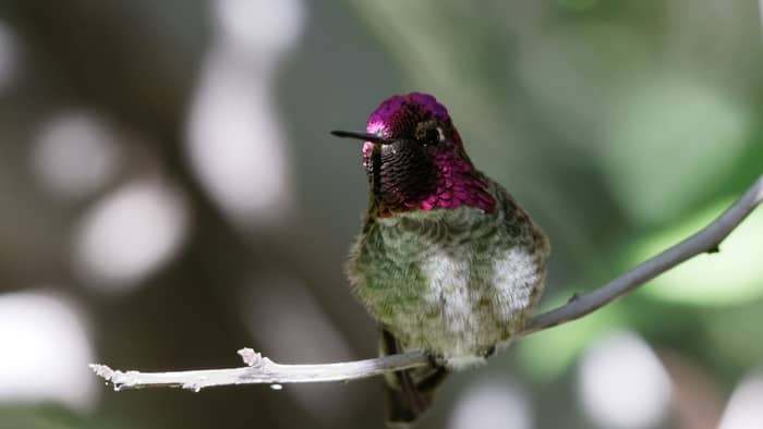  hummingbird heart rate