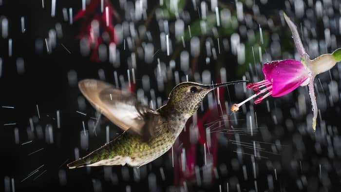  hummingbird in rain