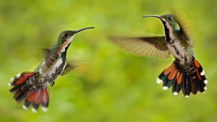 hummingbird mating