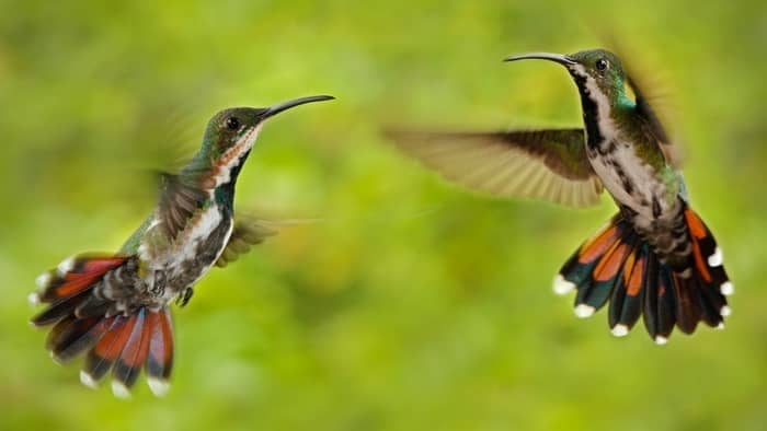 How Do Hummingbirds Mate Hummingbirds Info 1123