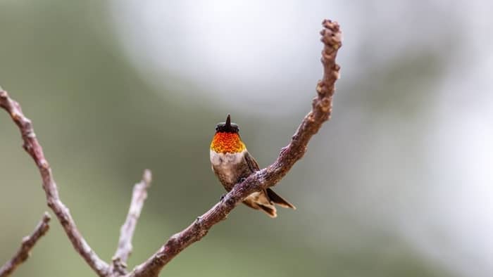 hummingbird migration map