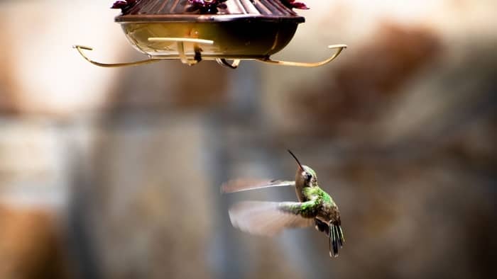  hummingbird nectar recipe microwave