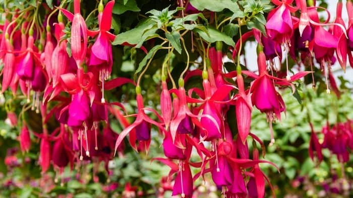  hummingbird plants