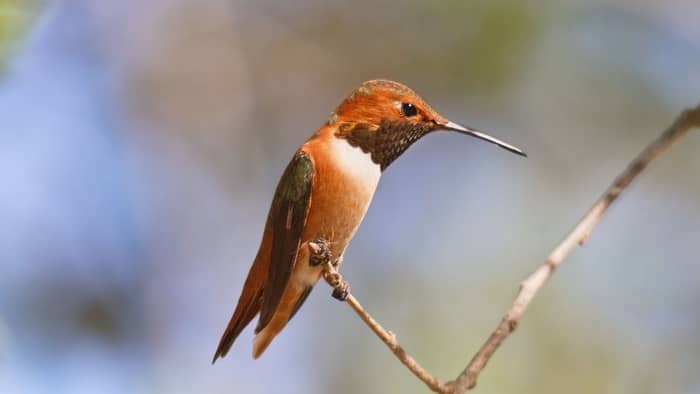 hummingbird season california