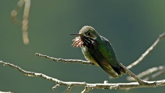  hummingbird season in maine