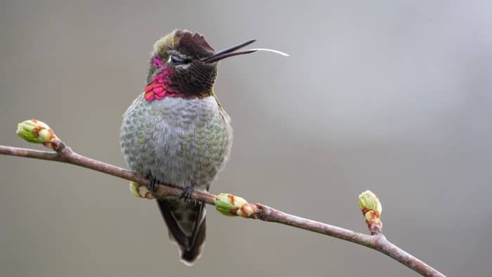 hummingbird tongue