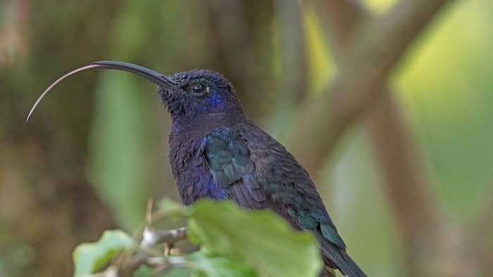  hummingbird tongue sticking out