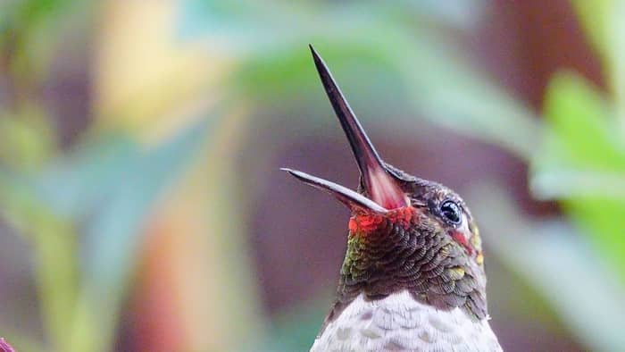  hummingbirds beaks