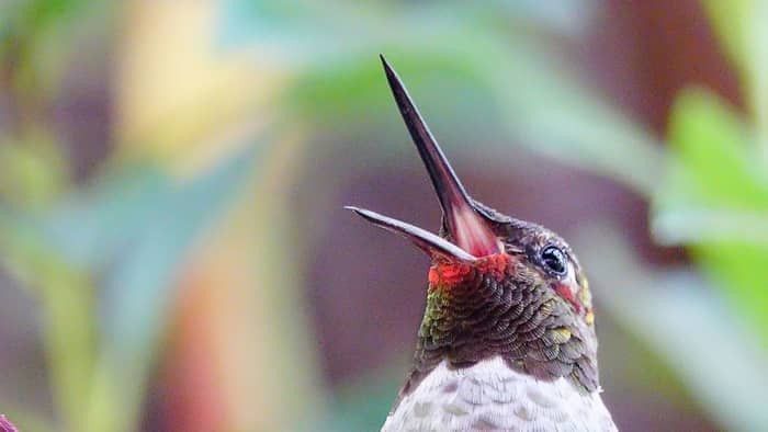 Hummingbird Beak Facts You Need To Know Hummingbirds Info 9879