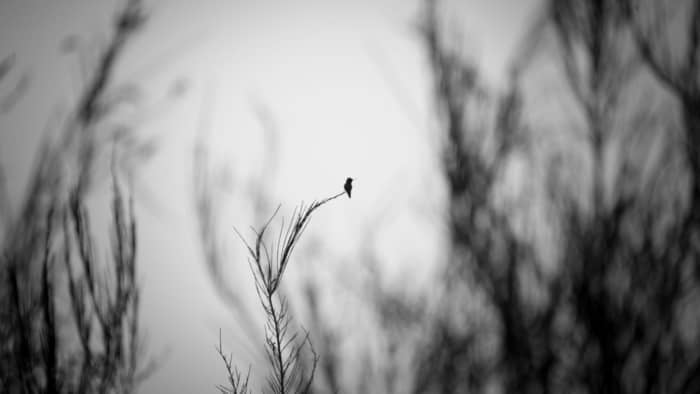 hummingbirds in georgia