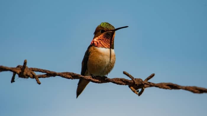  hummingbirds in georgia