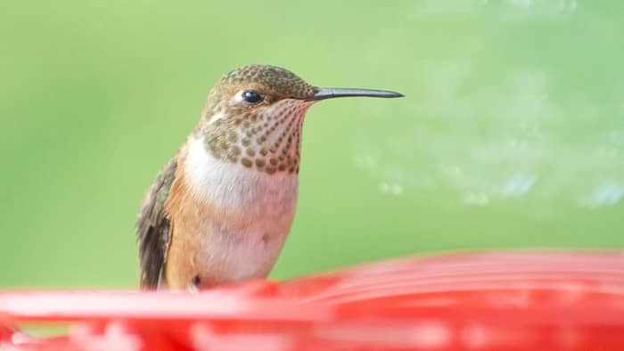 hummingbirds in wisconsin
