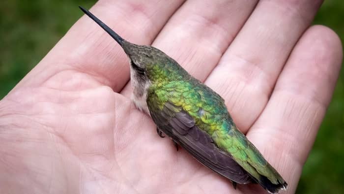 Remove term: is red dye bad for hummingbirds is red dye bad for hummingbirds