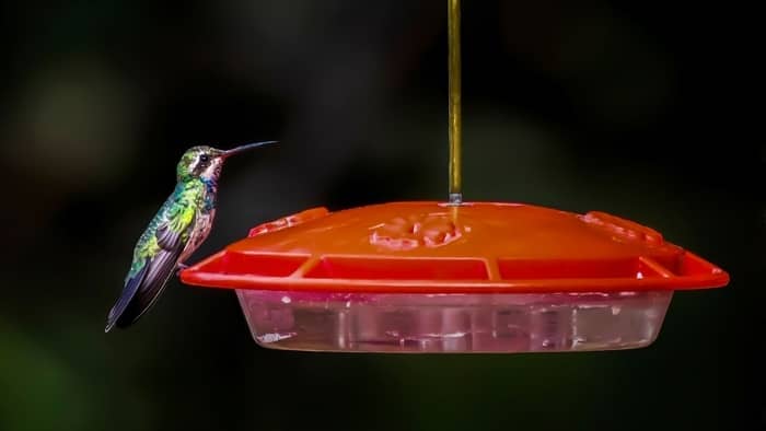 is red food coloring harmful to hummingbirds