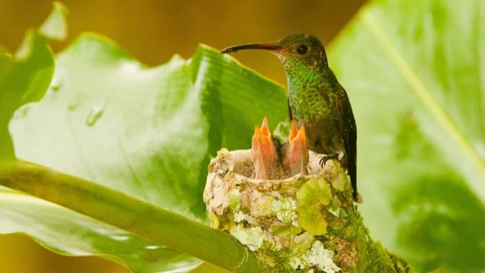 male hummingbird