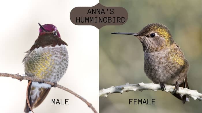 male vs female hummingbirds